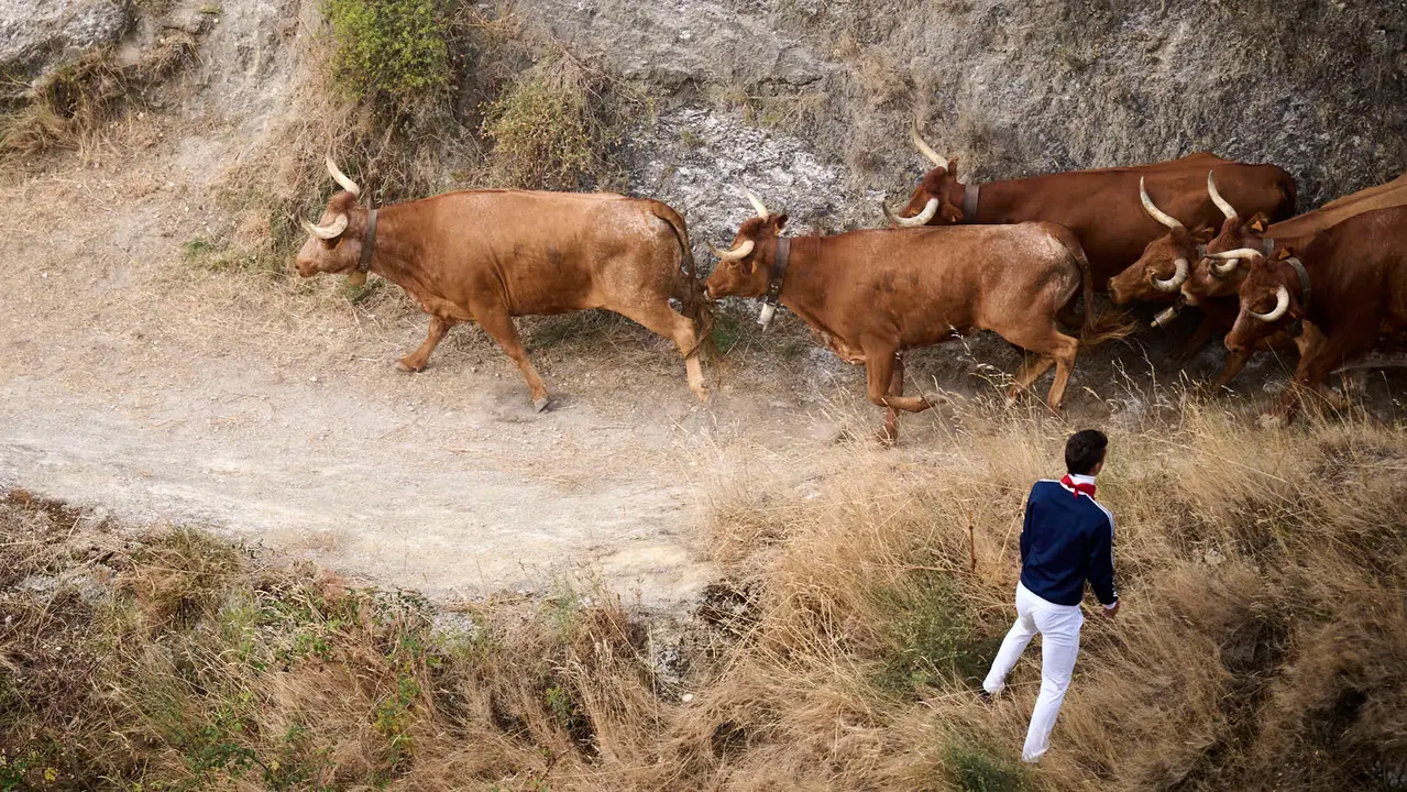 Quinto encierro del Pilón en las fiestas de Falces de 2025 con vacas de la ganadería de Eulogio Mateo de Cárcar.
PABLO LASAOSA