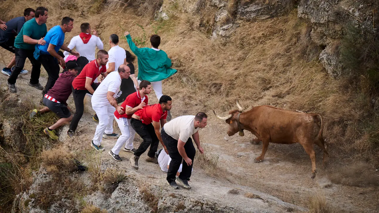 Quinto encierro del Pilón en las fiestas de Falces de 2025 con vacas de la ganadería de Eulogio Mateo de Cárcar.
PABLO LASAOSA