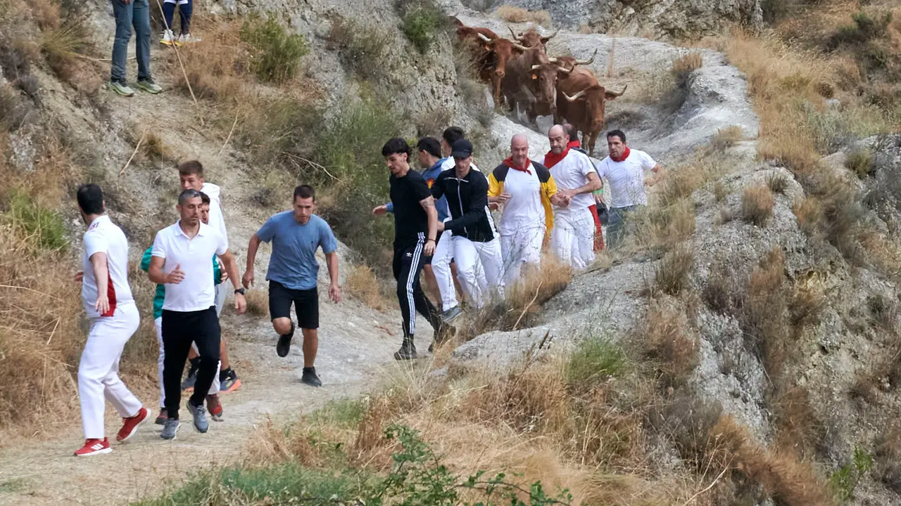 Quinto encierro del Pilón de Falces con vacas de Eulogio Mateo. IRANZU LARRASOAÑA