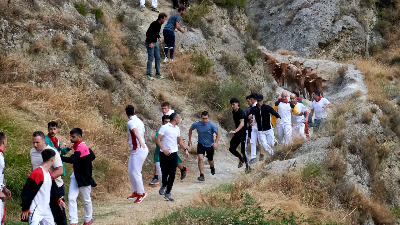 Quinto encierro del Pilón de Falces con vacas de Eulogio Mateo. IRANZU LARRASOAÑA