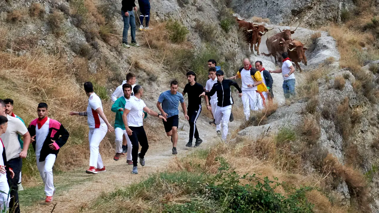 Quinto encierro del Pilón de Falces con vacas de Eulogio Mateo. IRANZU LARRASOAÑA