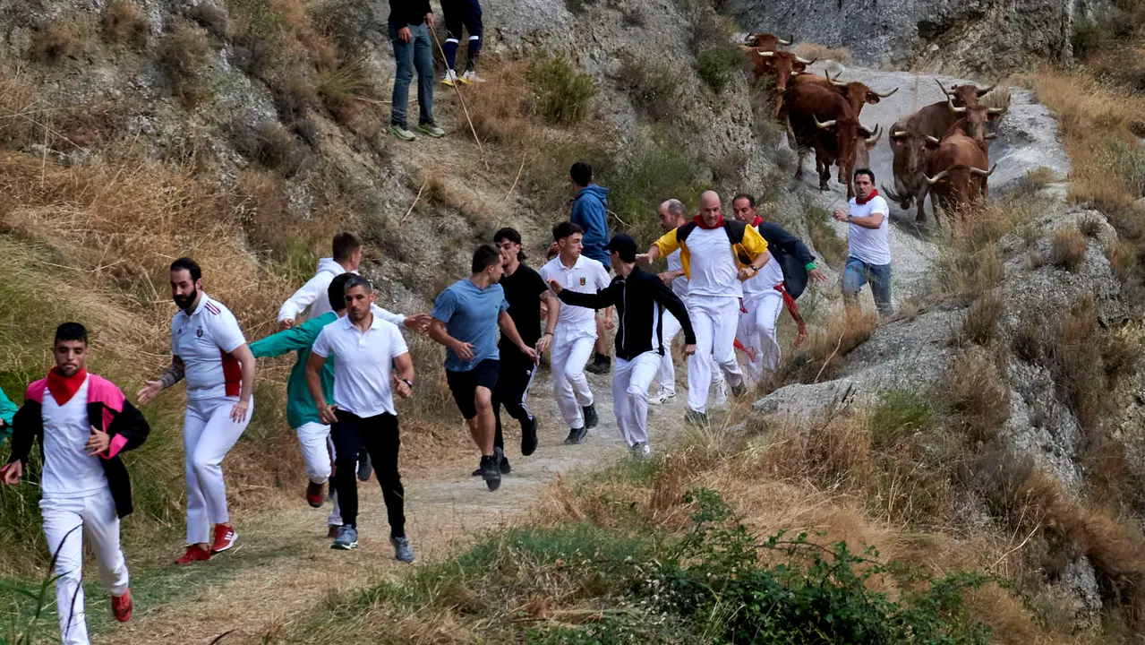 Quinto encierro del Pilón de Falces con vacas de Eulogio Mateo. IRANZU LARRASOAÑA