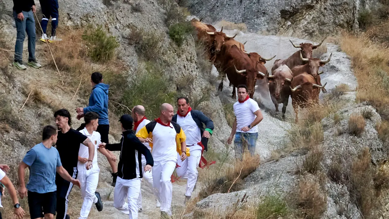 Quinto encierro del Pilón de Falces con vacas de Eulogio Mateo. IRANZU LARRASOAÑA