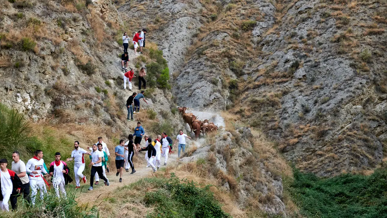 Quinto encierro del Pilón de Falces con vacas de Eulogio Mateo. IRANZU LARRASOAÑA