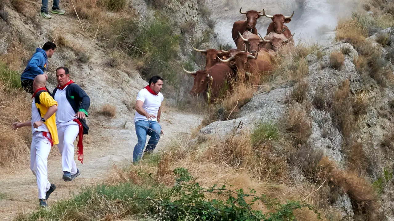 Quinto encierro del Pilón de Falces con vacas de Eulogio Mateo. IRANZU LARRASOAÑA