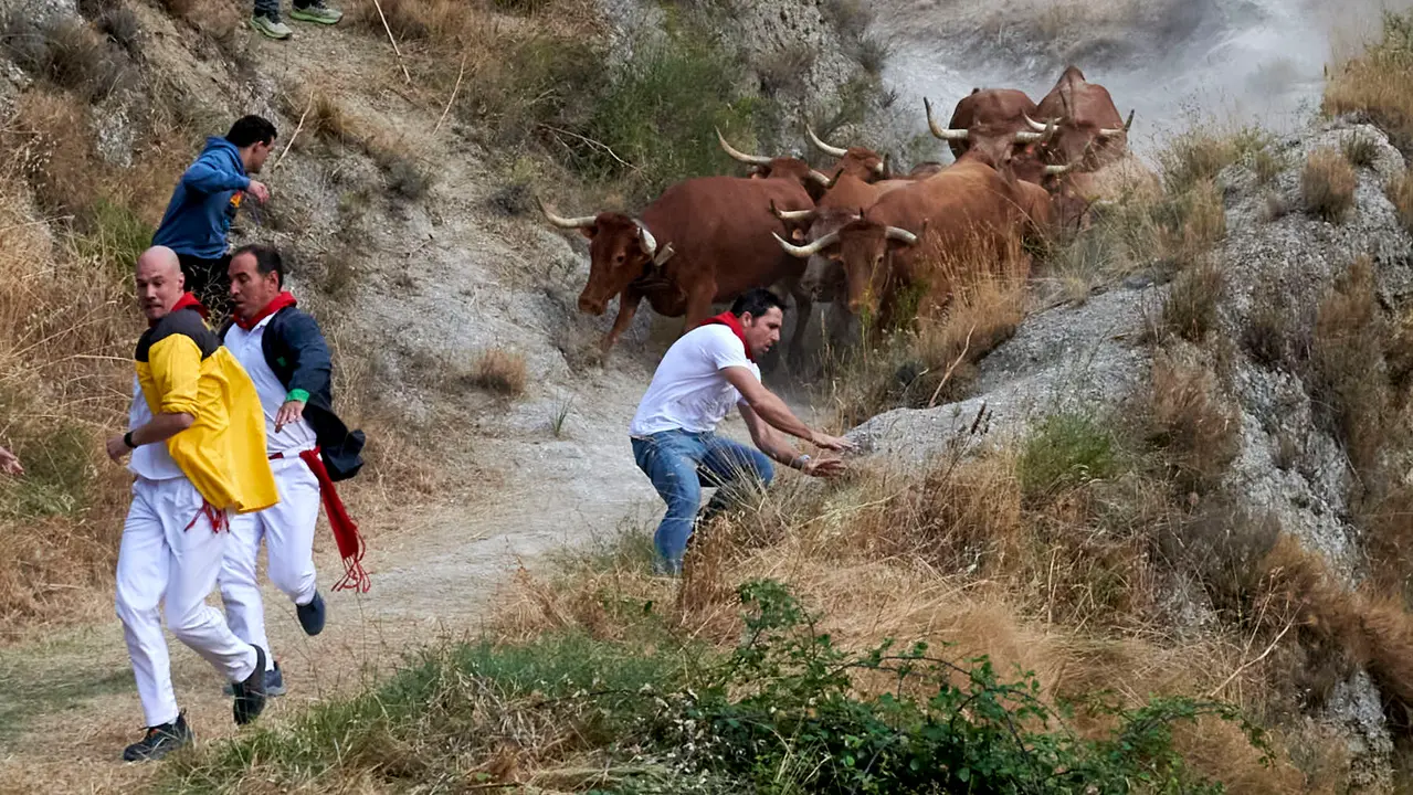 Quinto encierro del Pilón de Falces con vacas de Eulogio Mateo. IRANZU LARRASOAÑA