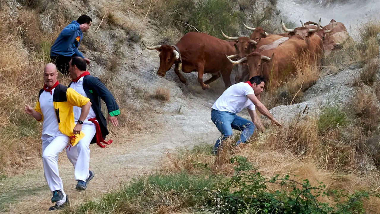 Quinto encierro del Pilón de Falces con vacas de Eulogio Mateo. IRANZU LARRASOAÑA