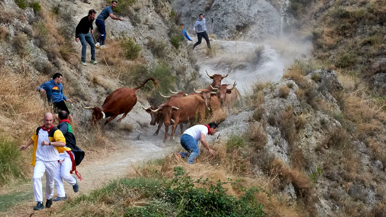 Quinto encierro del Pilón de Falces con vacas de Eulogio Mateo. IRANZU LARRASOAÑA