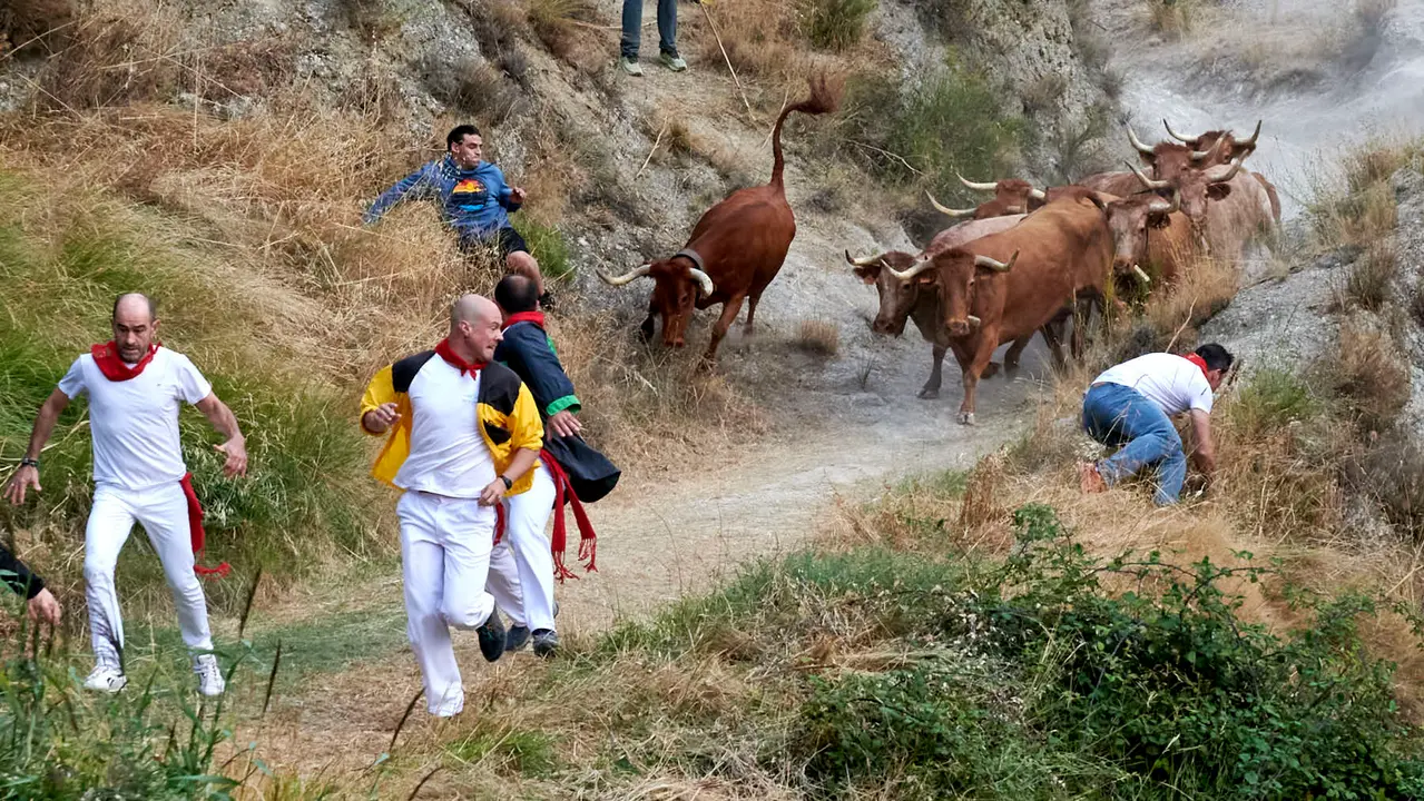 Quinto encierro del Pilón de Falces con vacas de Eulogio Mateo. IRANZU LARRASOAÑA