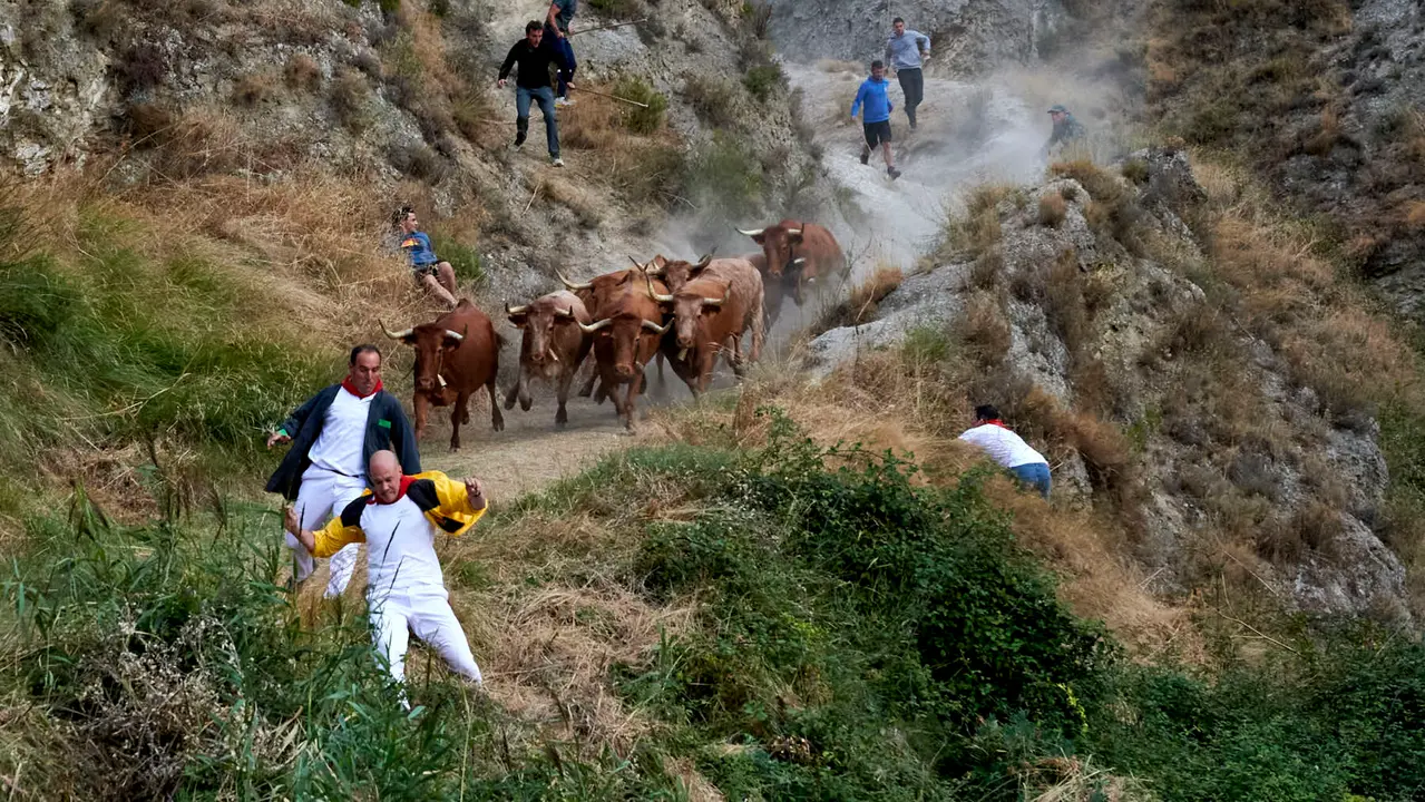 Quinto encierro del Pilón de Falces con vacas de Eulogio Mateo. IRANZU LARRASOAÑA