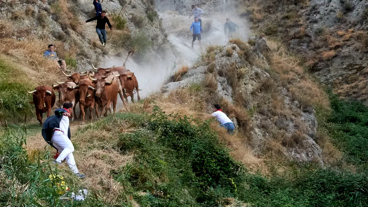 Quinto encierro del Pilón de Falces con vacas de Eulogio Mateo. IRANZU LARRASOAÑA