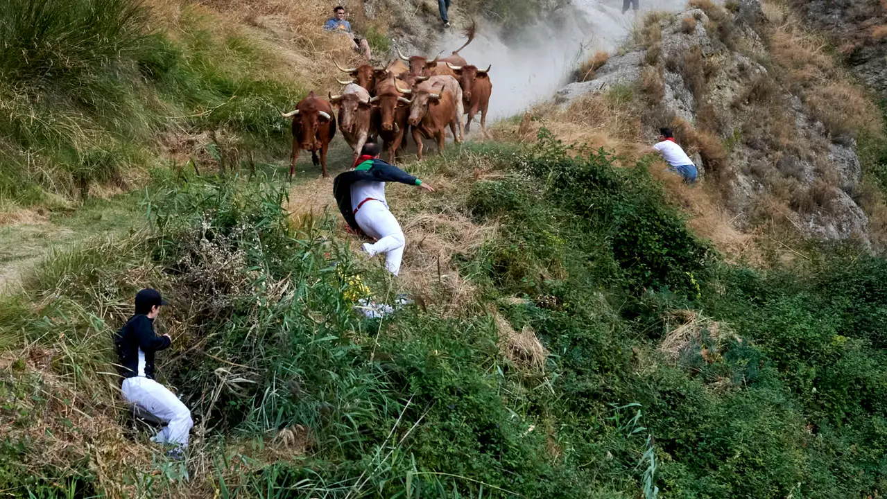 Quinto encierro del Pilón de Falces con vacas de Eulogio Mateo. IRANZU LARRASOAÑA
