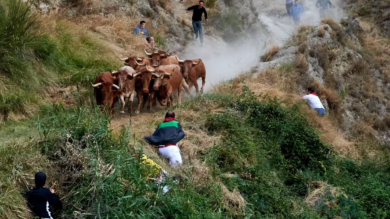 Quinto encierro del Pilón de Falces con vacas de Eulogio Mateo. IRANZU LARRASOAÑA