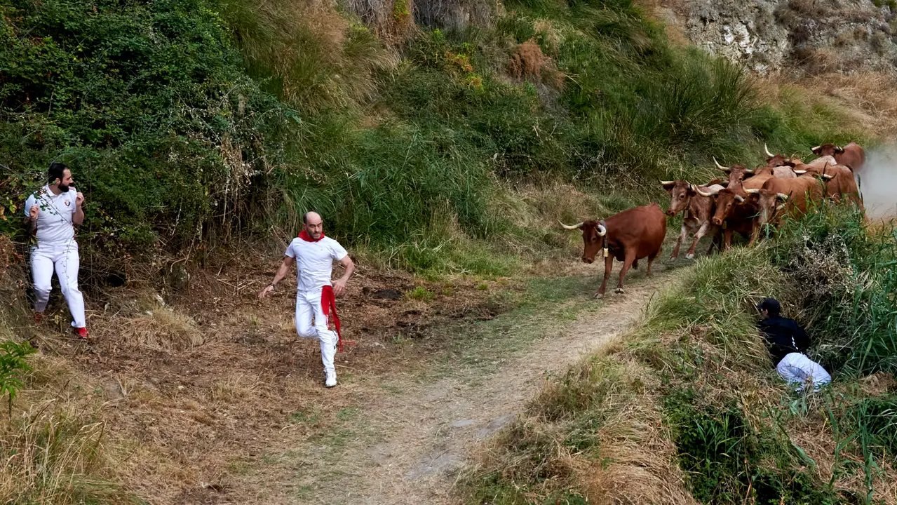 Quinto encierro del Pilón de Falces con vacas de Eulogio Mateo. IRANZU LARRASOAÑA