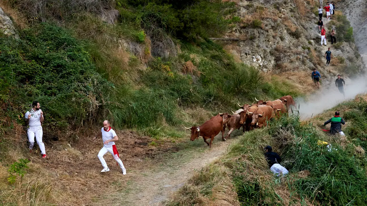 Quinto encierro del Pilón de Falces con vacas de Eulogio Mateo. IRANZU LARRASOAÑA