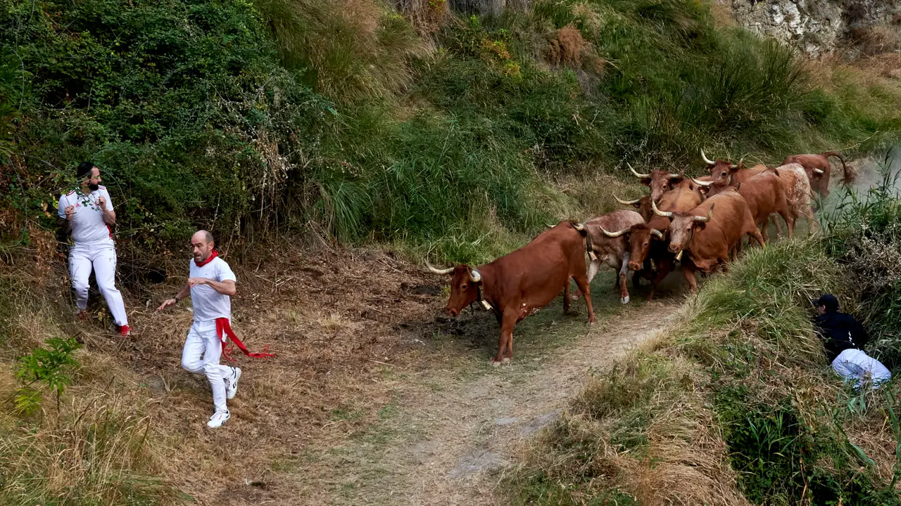 Quinto encierro del Pilón de Falces con vacas de Eulogio Mateo. IRANZU LARRASOAÑA