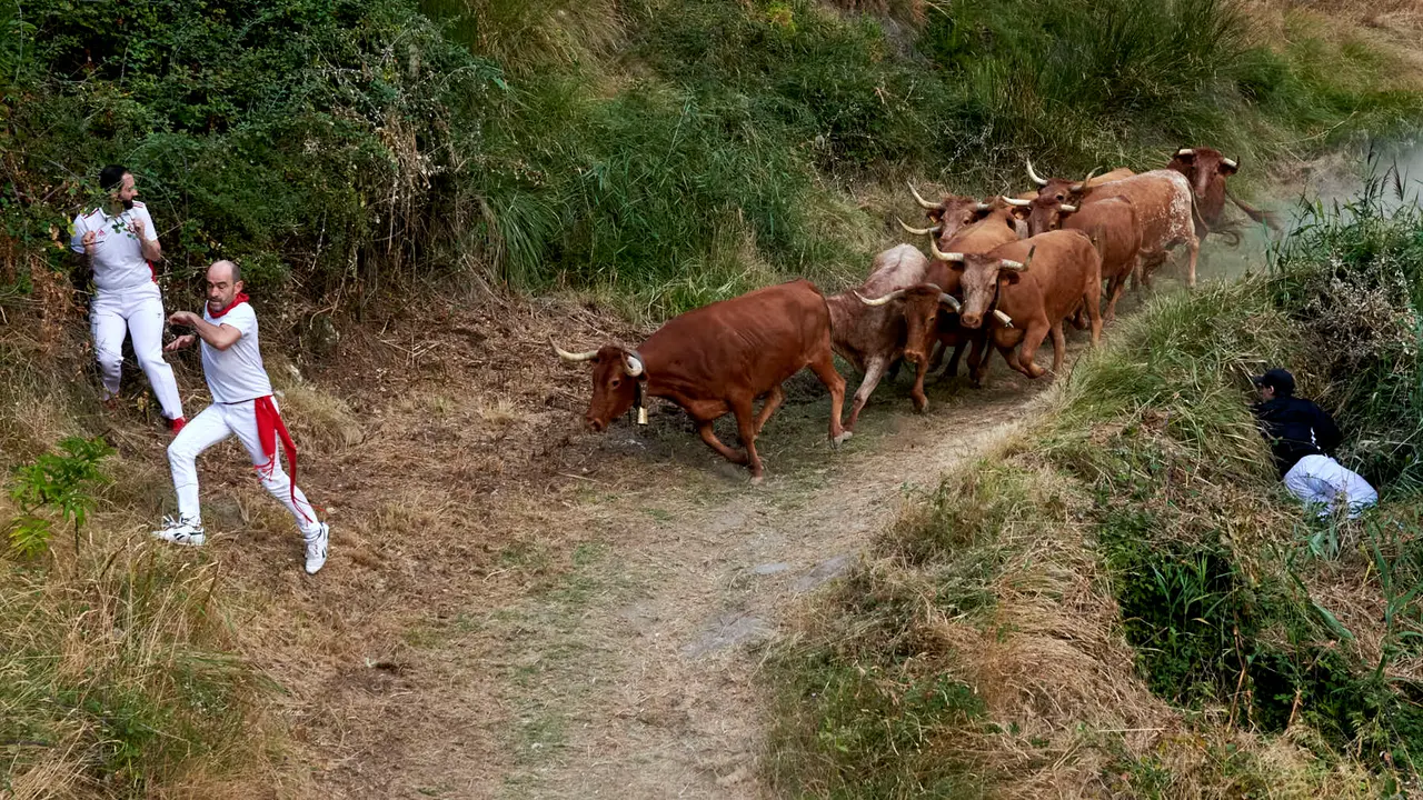 Quinto encierro del Pilón de Falces con vacas de Eulogio Mateo. IRANZU LARRASOAÑA