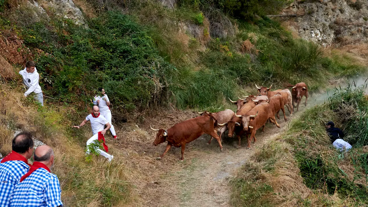 Quinto encierro del Pilón de Falces con vacas de Eulogio Mateo. IRANZU LARRASOAÑA