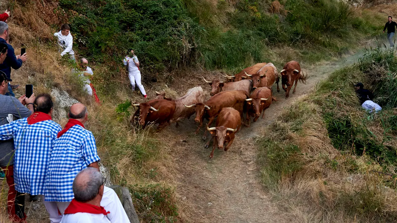 Quinto encierro del Pilón de Falces con vacas de Eulogio Mateo. IRANZU LARRASOAÑA
