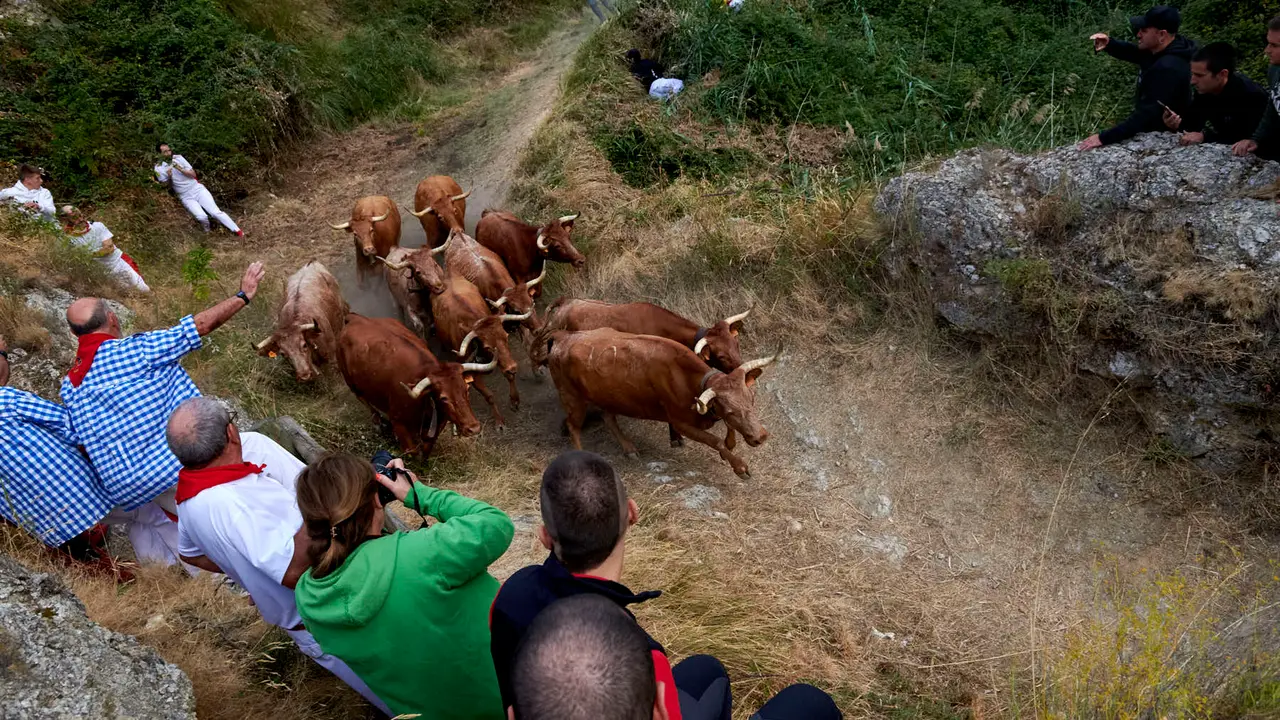 Quinto encierro del Pilón de Falces con vacas de Eulogio Mateo. IRANZU LARRASOAÑA