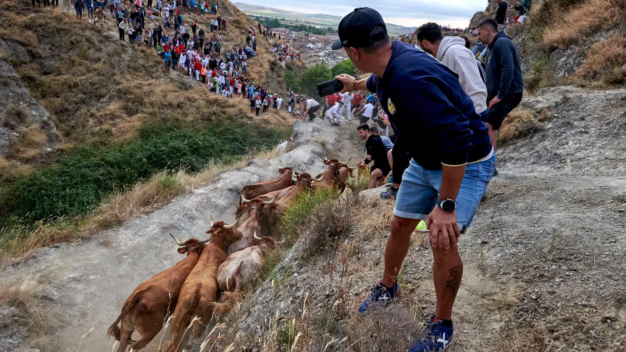 Quinto encierro del Pilón de Falces con vacas de Eulogio Mateo. IRANZU LARRASOAÑA
