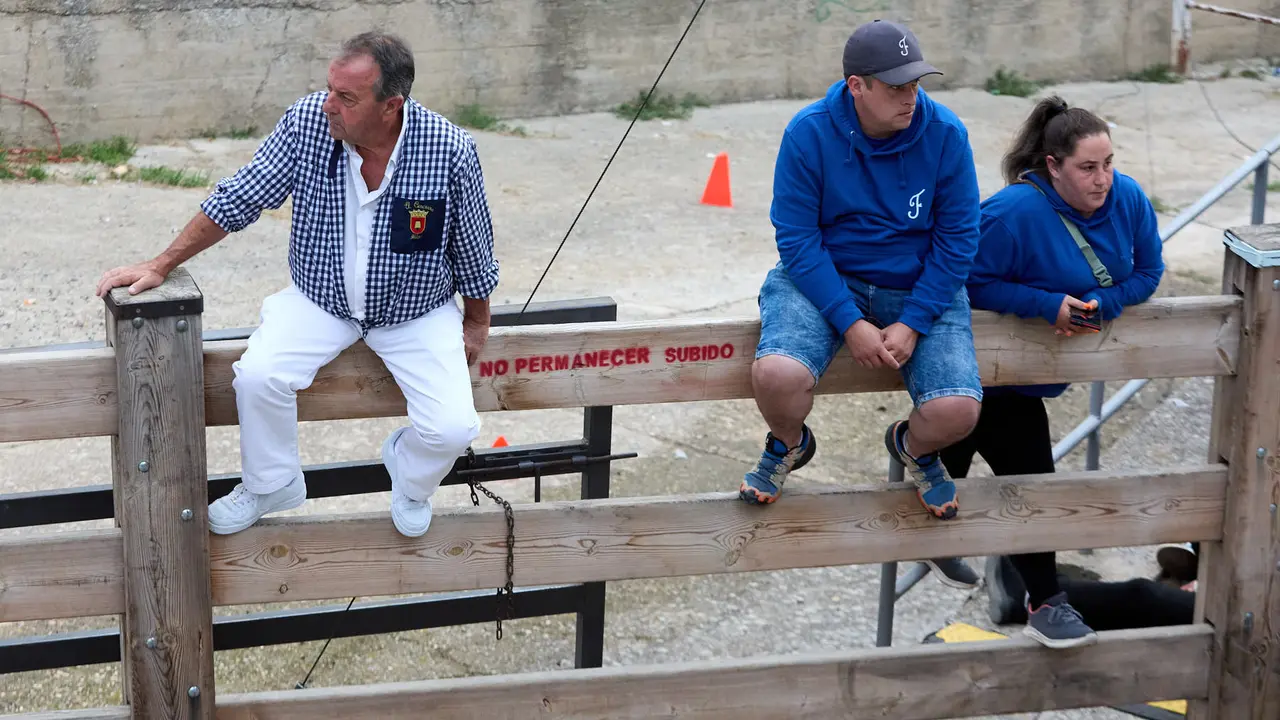 Quinto encierro del Pilón en las fiestas de Falces de 2025 con vacas de la ganadería de Eulogio Mateo de Cárcar. IÑIGO ALZUGARAY