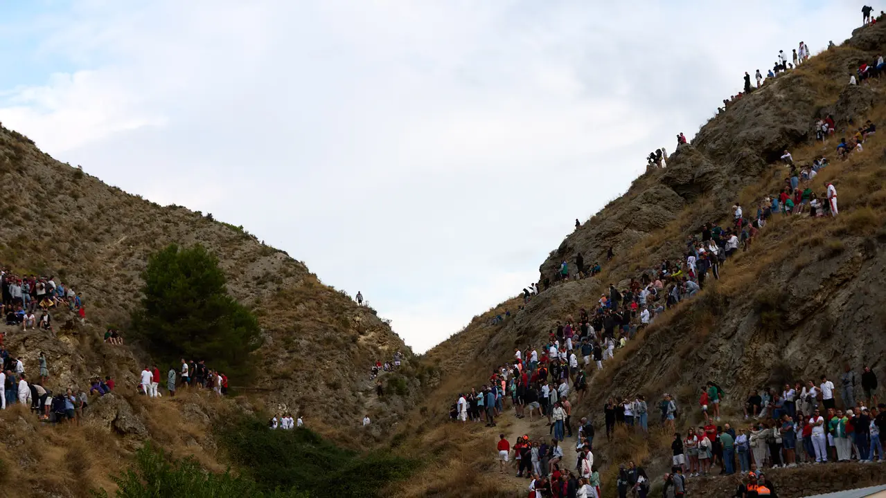 Quinto encierro del Pilón en las fiestas de Falces de 2025 con vacas de la ganadería de Eulogio Mateo de Cárcar. IÑIGO ALZUGARAY