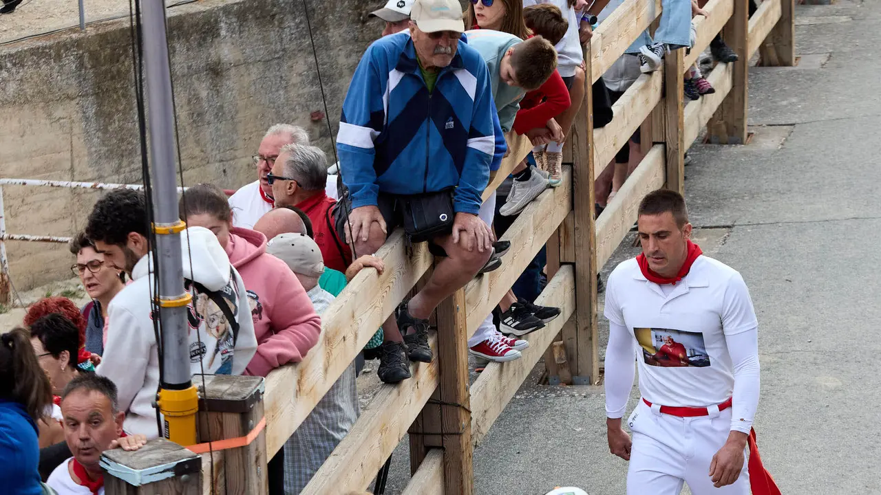 Quinto encierro del Pilón en las fiestas de Falces de 2025 con vacas de la ganadería de Eulogio Mateo de Cárcar. IÑIGO ALZUGARAY