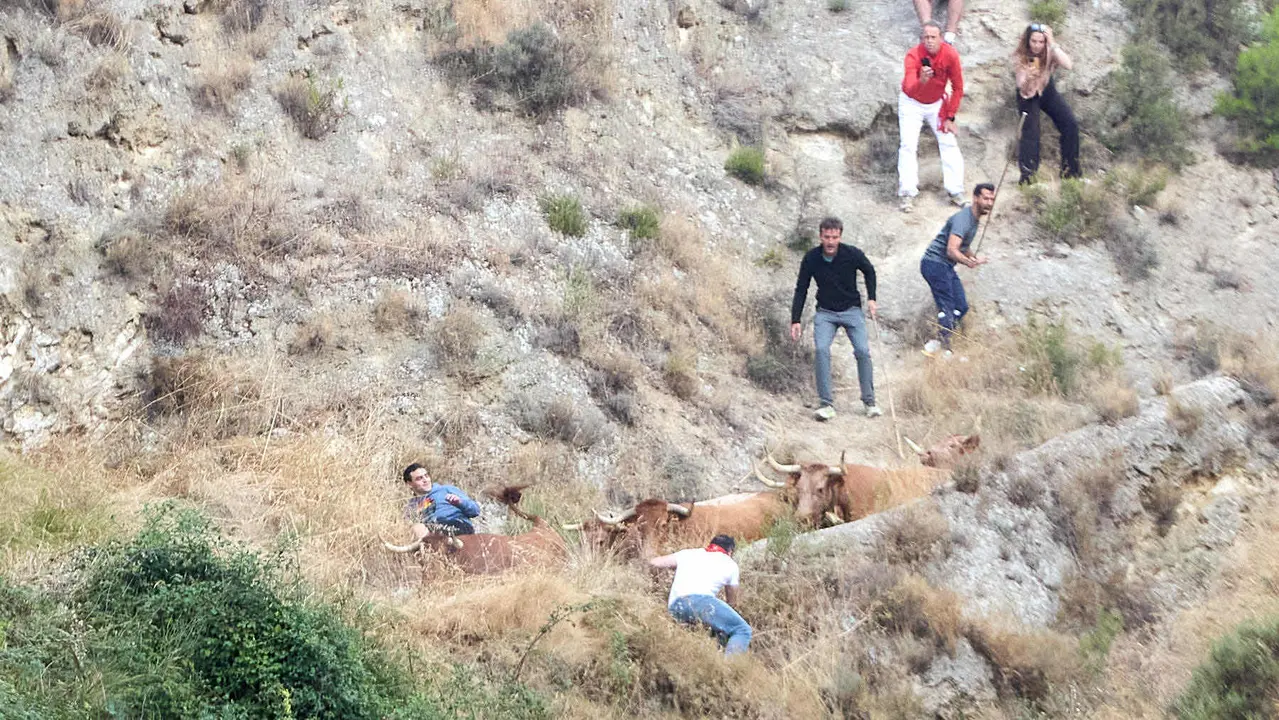 Quinto encierro del Pilón en las fiestas de Falces de 2025 con vacas de la ganadería de Eulogio Mateo de Cárcar. IÑIGO ALZUGARAY