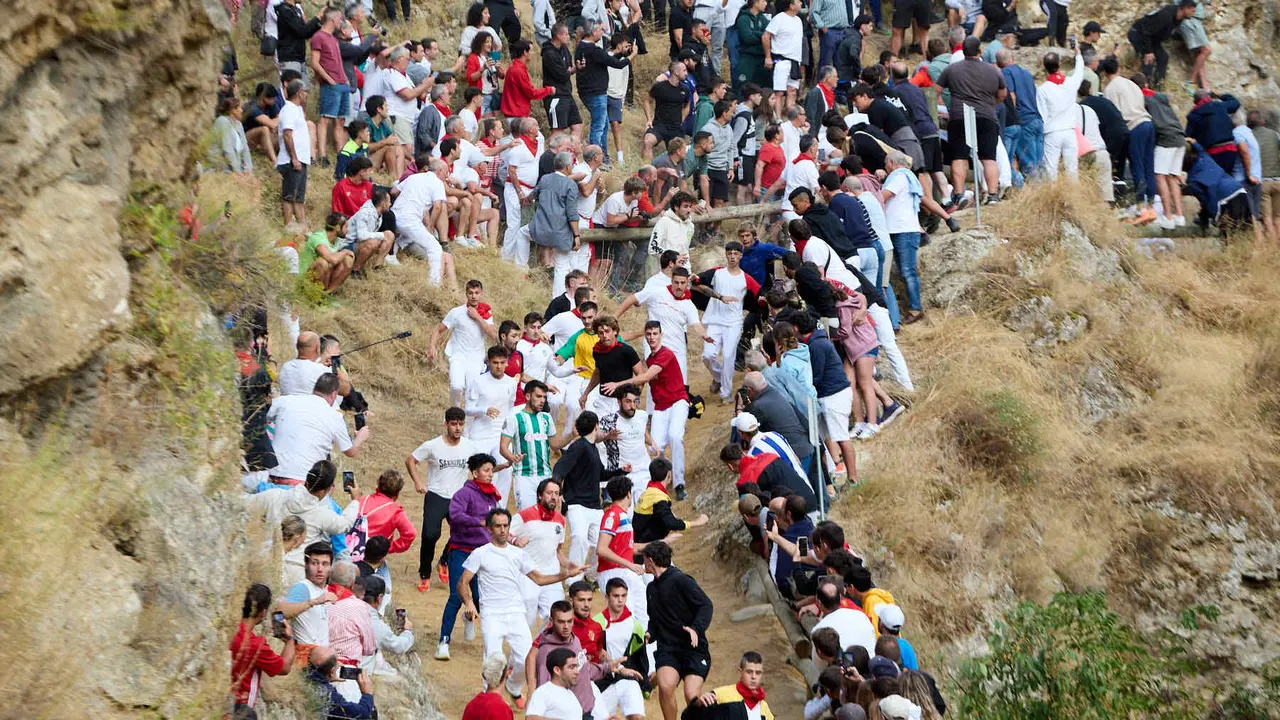 Quinto encierro del Pilón en las fiestas de Falces de 2025 con vacas de la ganadería de Eulogio Mateo de Cárcar. IÑIGO ALZUGARAY
