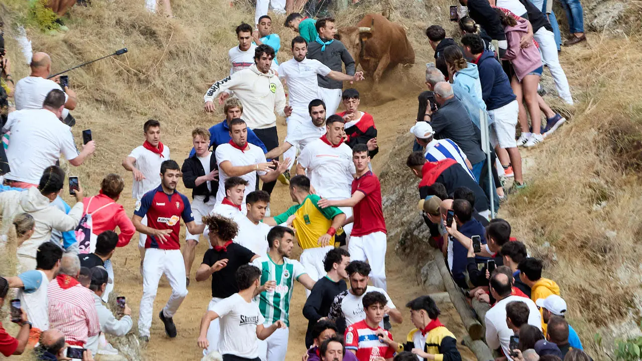 Quinto encierro del Pilón en las fiestas de Falces de 2025 con vacas de la ganadería de Eulogio Mateo de Cárcar. IÑIGO ALZUGARAY