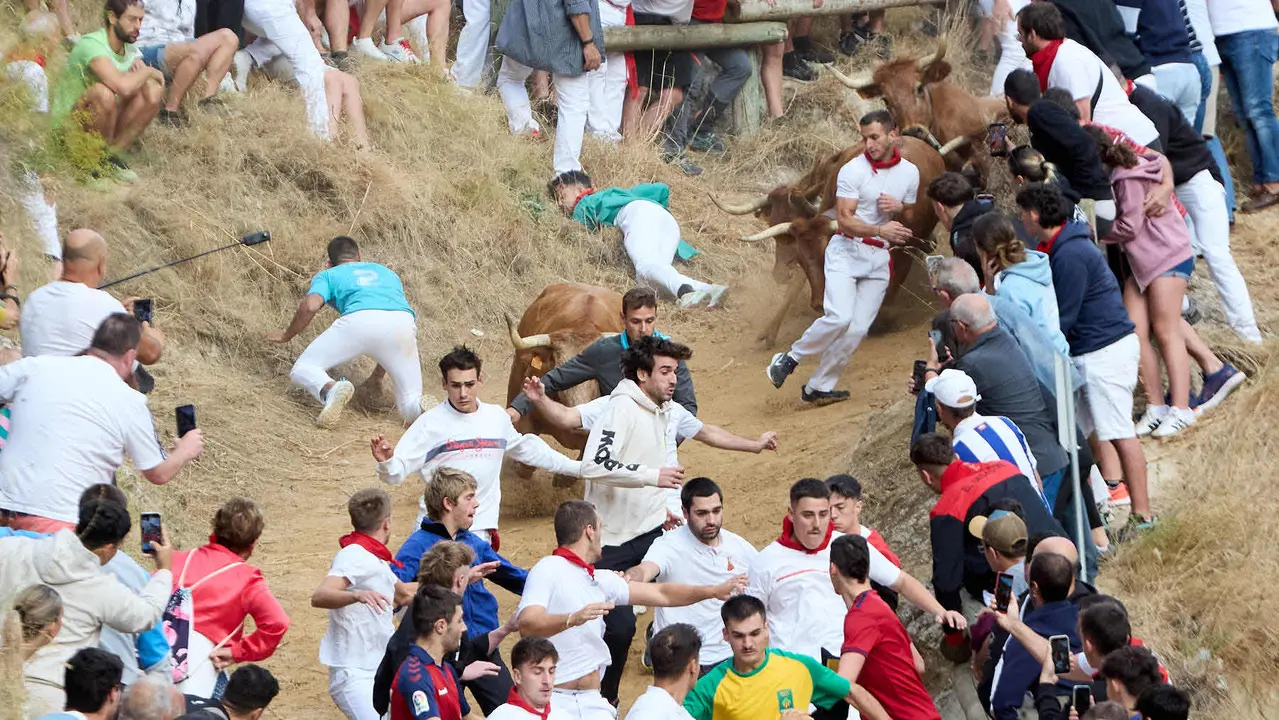 Quinto encierro del Pilón en las fiestas de Falces de 2025 con vacas de la ganadería de Eulogio Mateo de Cárcar. IÑIGO ALZUGARAY