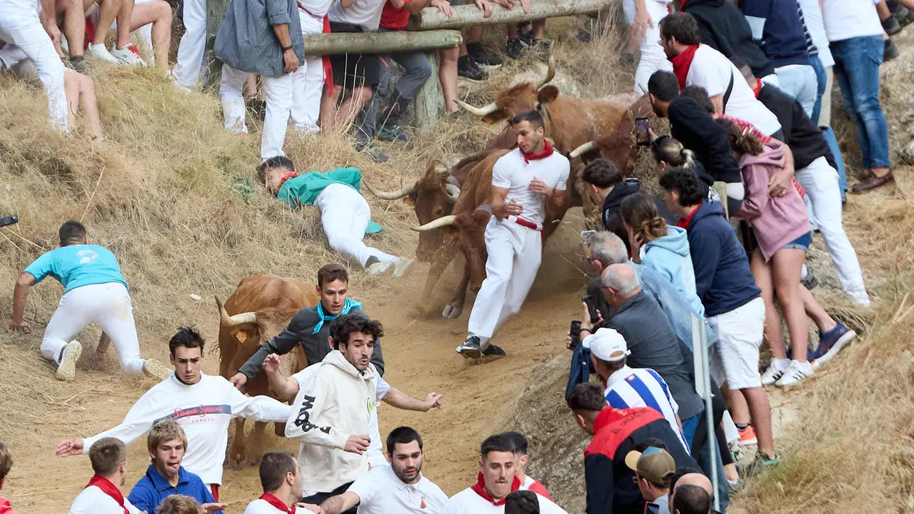 Quinto encierro del Pilón en las fiestas de Falces de 2025 con vacas de la ganadería de Eulogio Mateo de Cárcar. IÑIGO ALZUGARAY