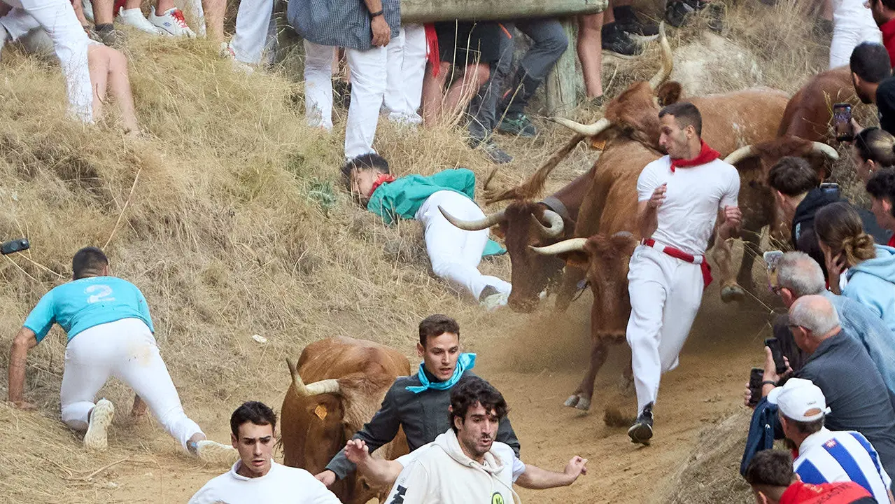 Quinto encierro del Pilón en las fiestas de Falces de 2025 con vacas de la ganadería de Eulogio Mateo de Cárcar. IÑIGO ALZUGARAY