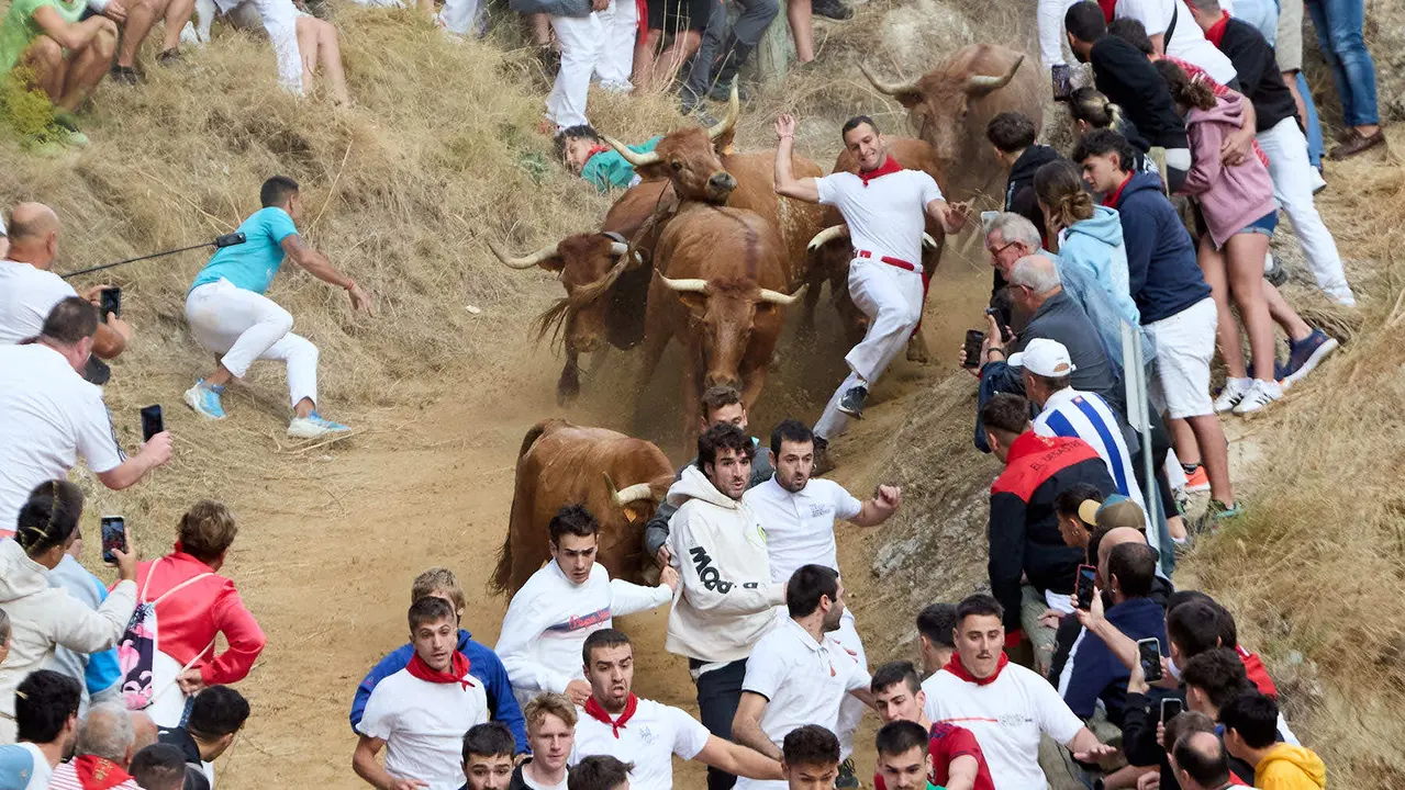 Quinto encierro del Pilón en las fiestas de Falces de 2025 con vacas de la ganadería de Eulogio Mateo de Cárcar. IÑIGO ALZUGARAY