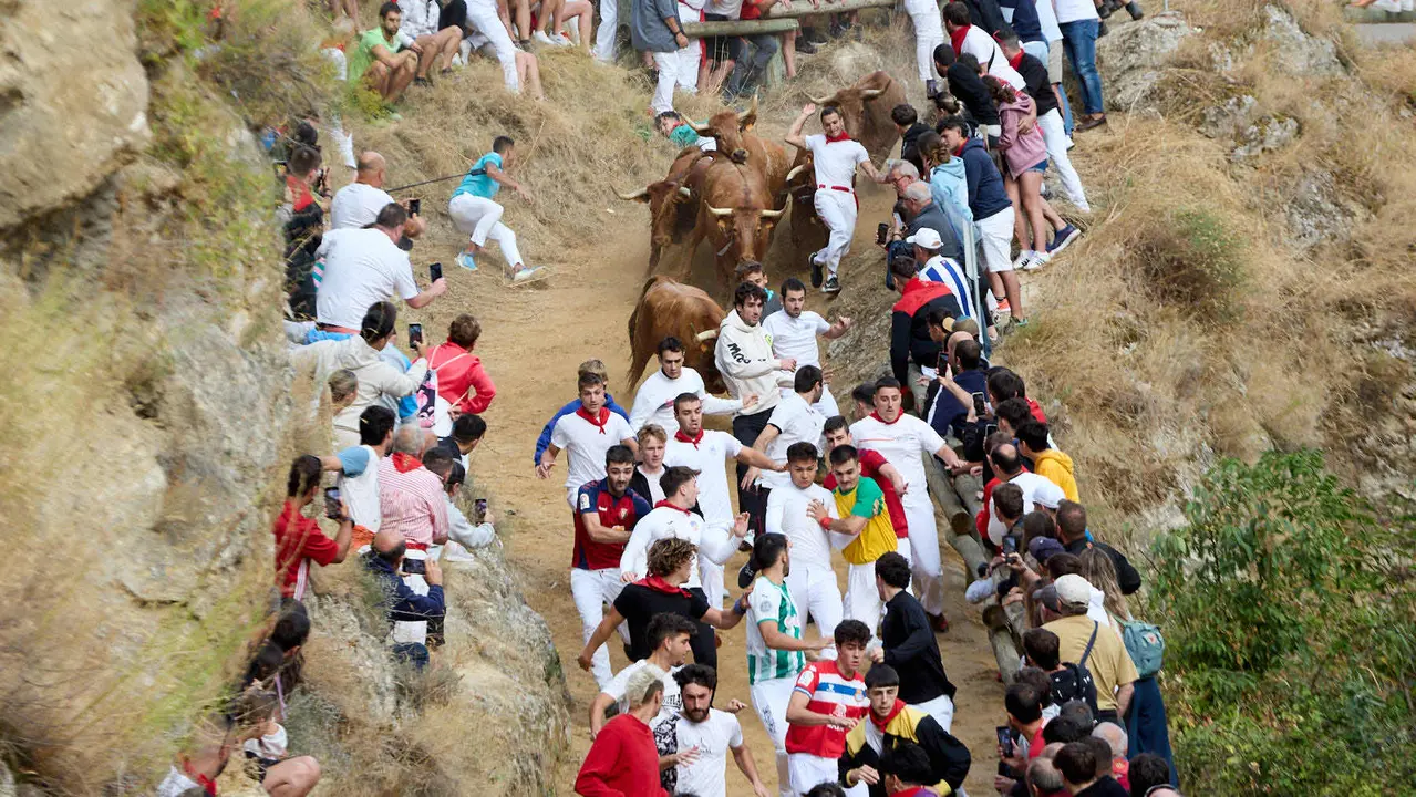 Quinto encierro del Pilón en las fiestas de Falces de 2025 con vacas de la ganadería de Eulogio Mateo de Cárcar. IÑIGO ALZUGARAY