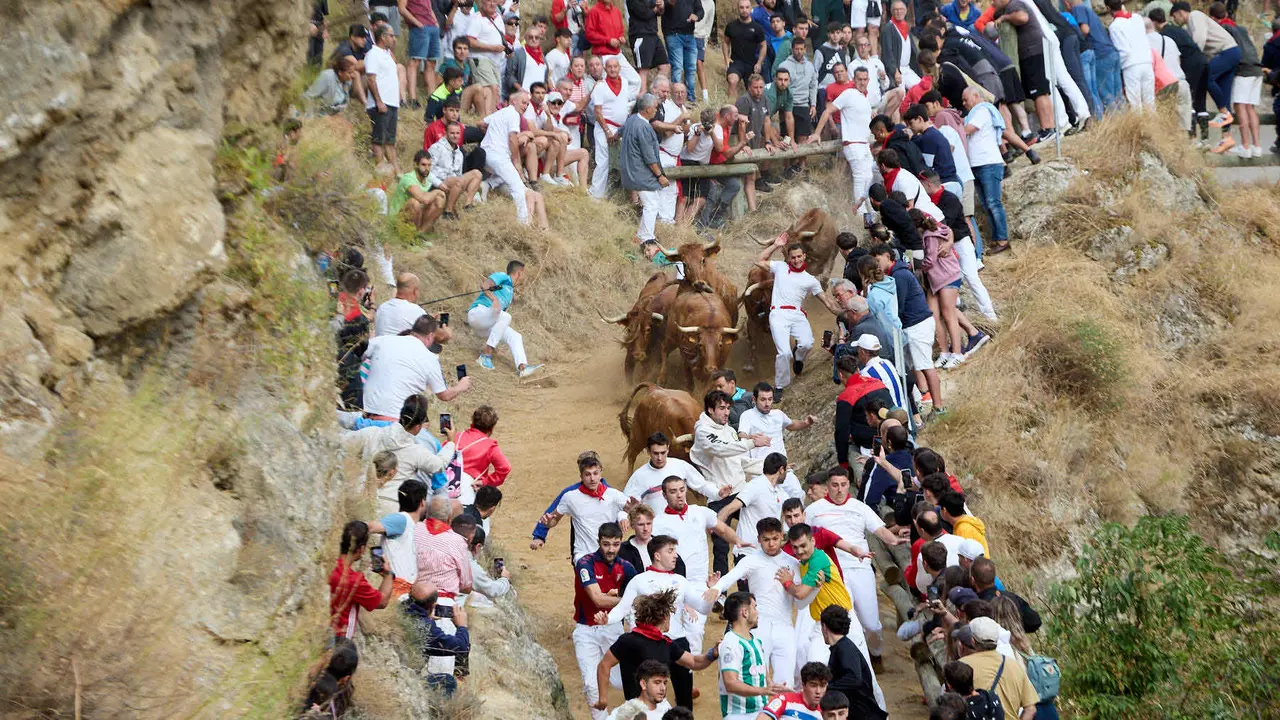 Quinto encierro del Pilón en las fiestas de Falces de 2025 con vacas de la ganadería de Eulogio Mateo de Cárcar. IÑIGO ALZUGARAY