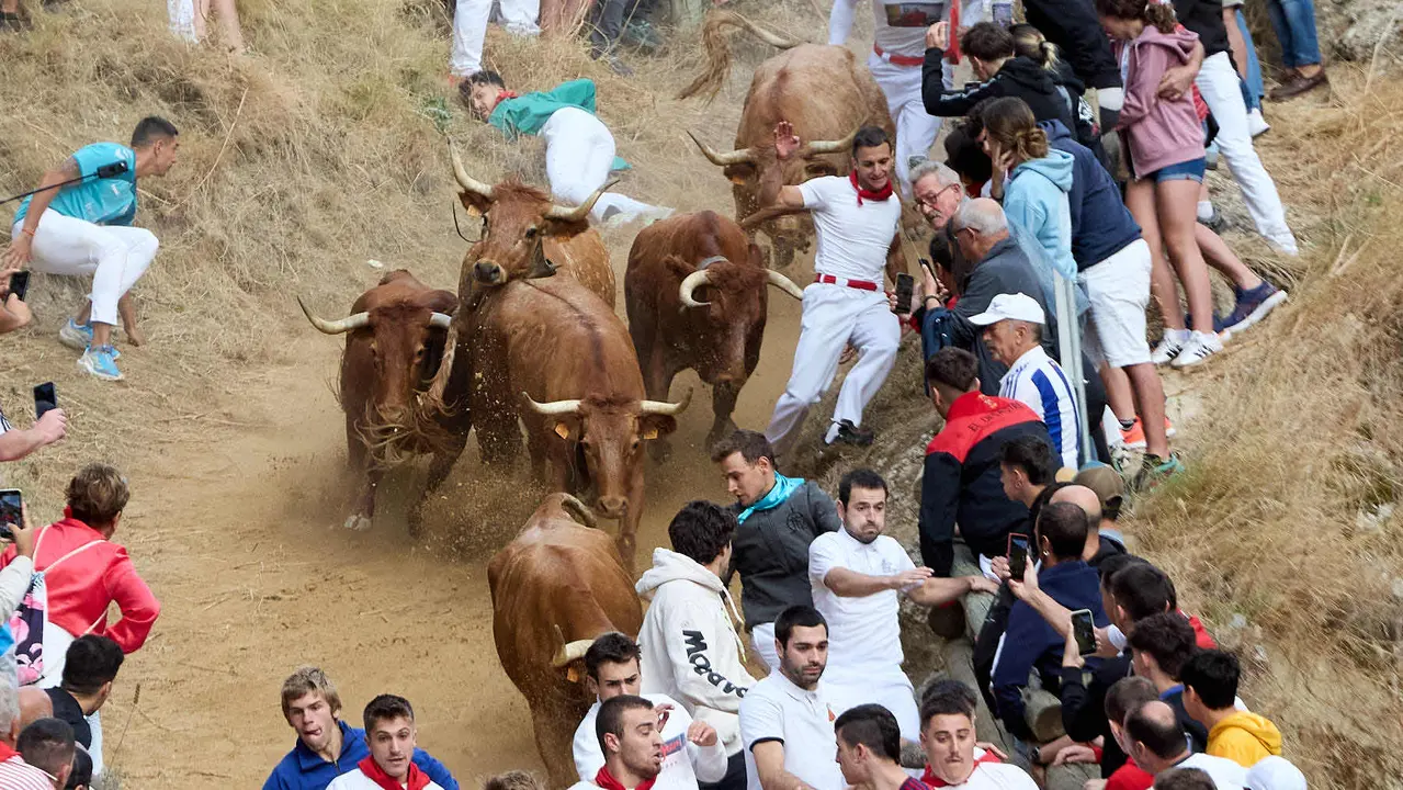 Quinto encierro del Pilón en las fiestas de Falces de 2025 con vacas de la ganadería de Eulogio Mateo de Cárcar. IÑIGO ALZUGARAY