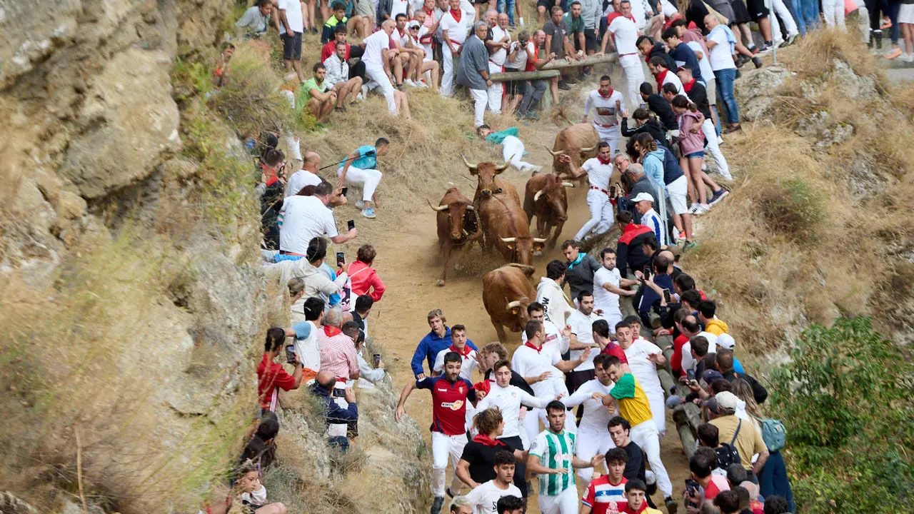 Quinto encierro del Pilón en las fiestas de Falces de 2025 con vacas de la ganadería de Eulogio Mateo de Cárcar. IÑIGO ALZUGARAY