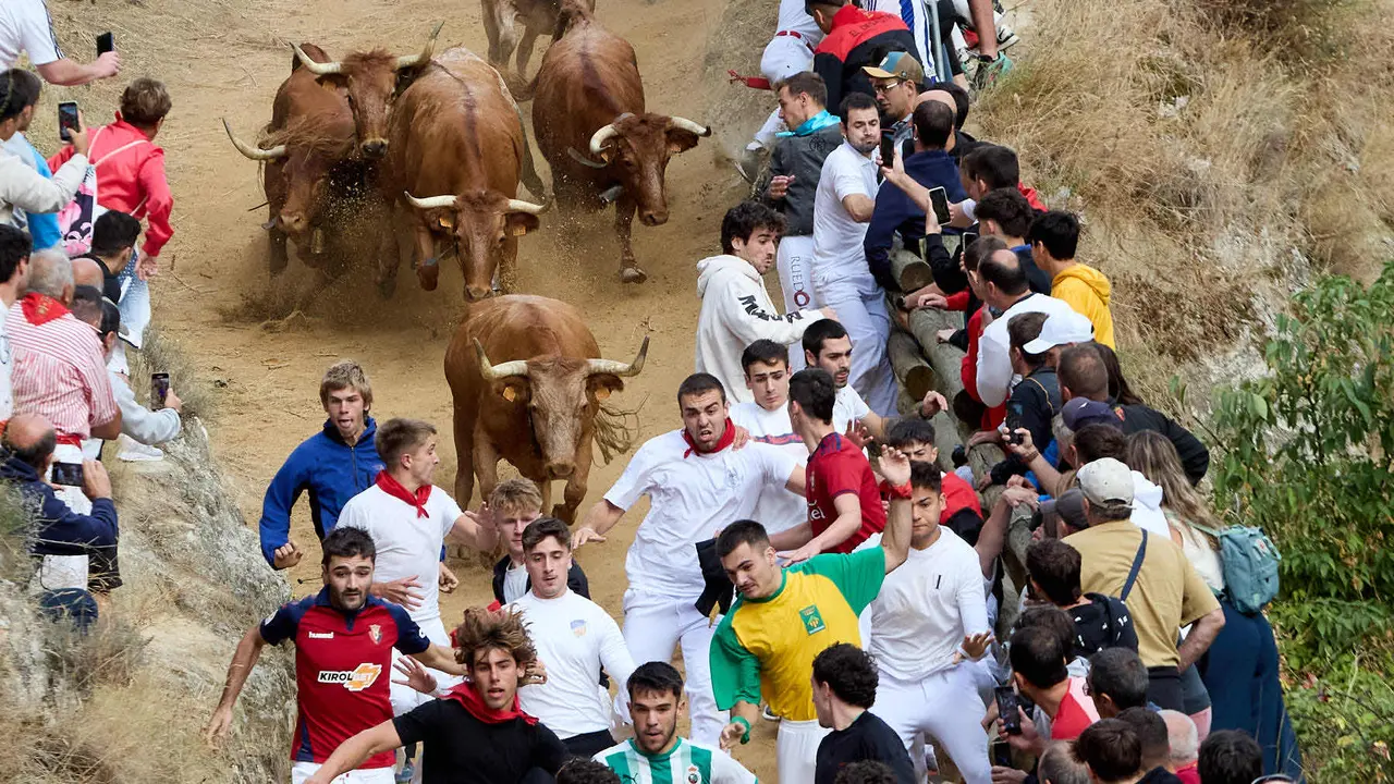 Quinto encierro del Pilón en las fiestas de Falces de 2025 con vacas de la ganadería de Eulogio Mateo de Cárcar. IÑIGO ALZUGARAY