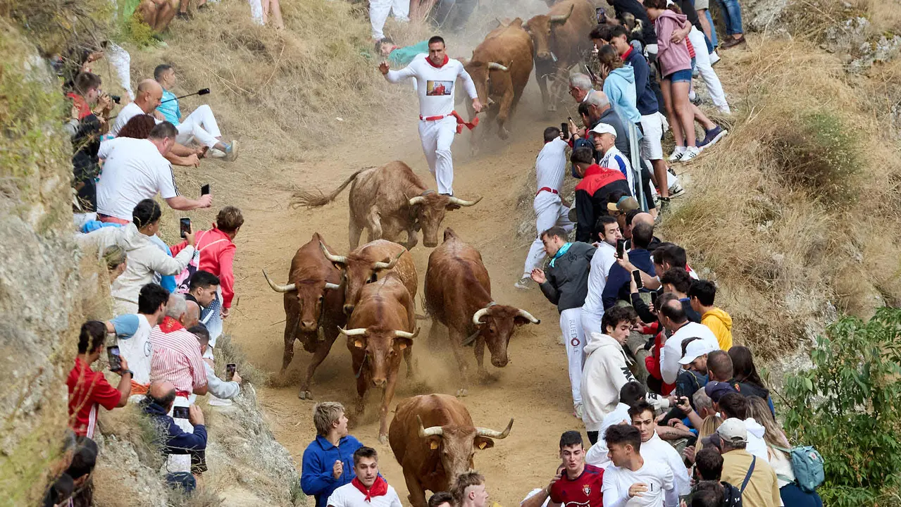 Quinto encierro del Pilón en las fiestas de Falces de 2025 con vacas de la ganadería de Eulogio Mateo de Cárcar. IÑIGO ALZUGARAY