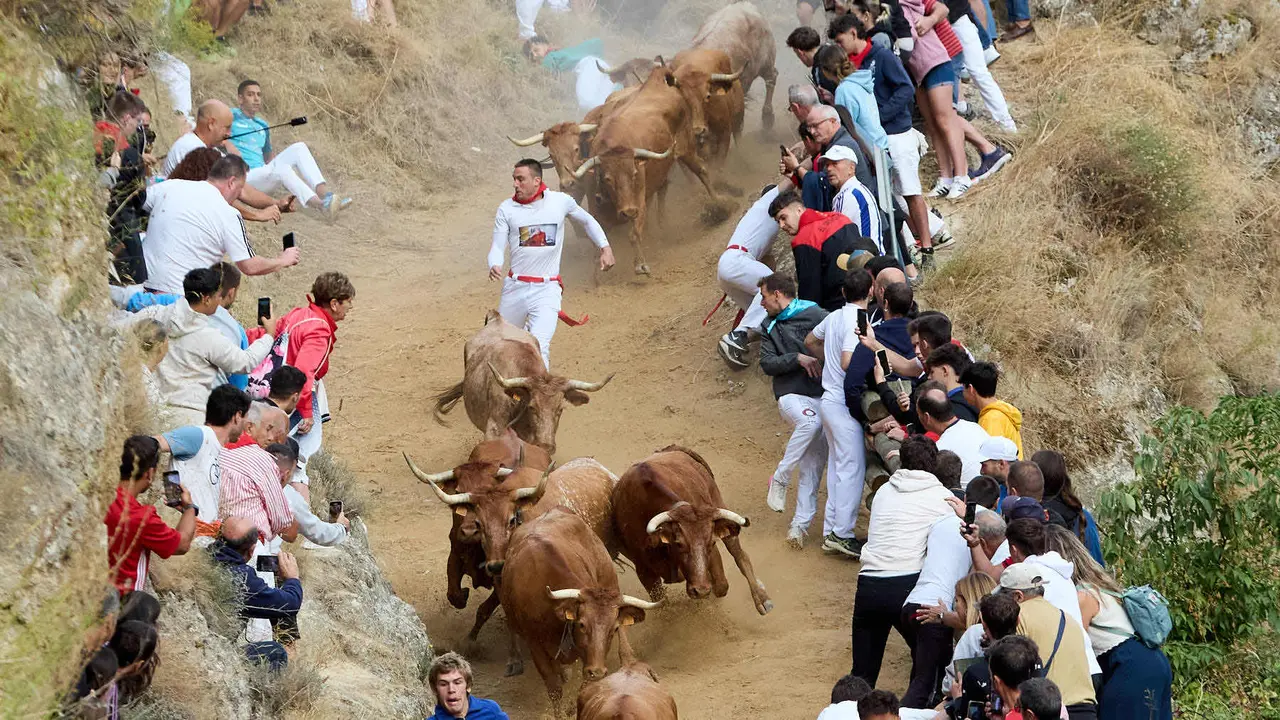 Quinto encierro del Pilón en las fiestas de Falces de 2025 con vacas de la ganadería de Eulogio Mateo de Cárcar. IÑIGO ALZUGARAY