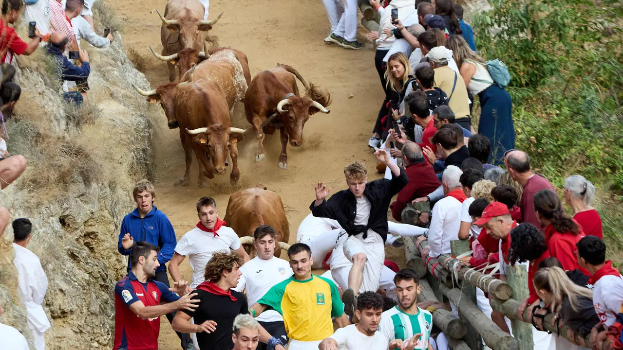 Quinto encierro del Pilón en las fiestas de Falces de 2025 con vacas de la ganadería de Eulogio Mateo de Cárcar. IÑIGO ALZUGARAY