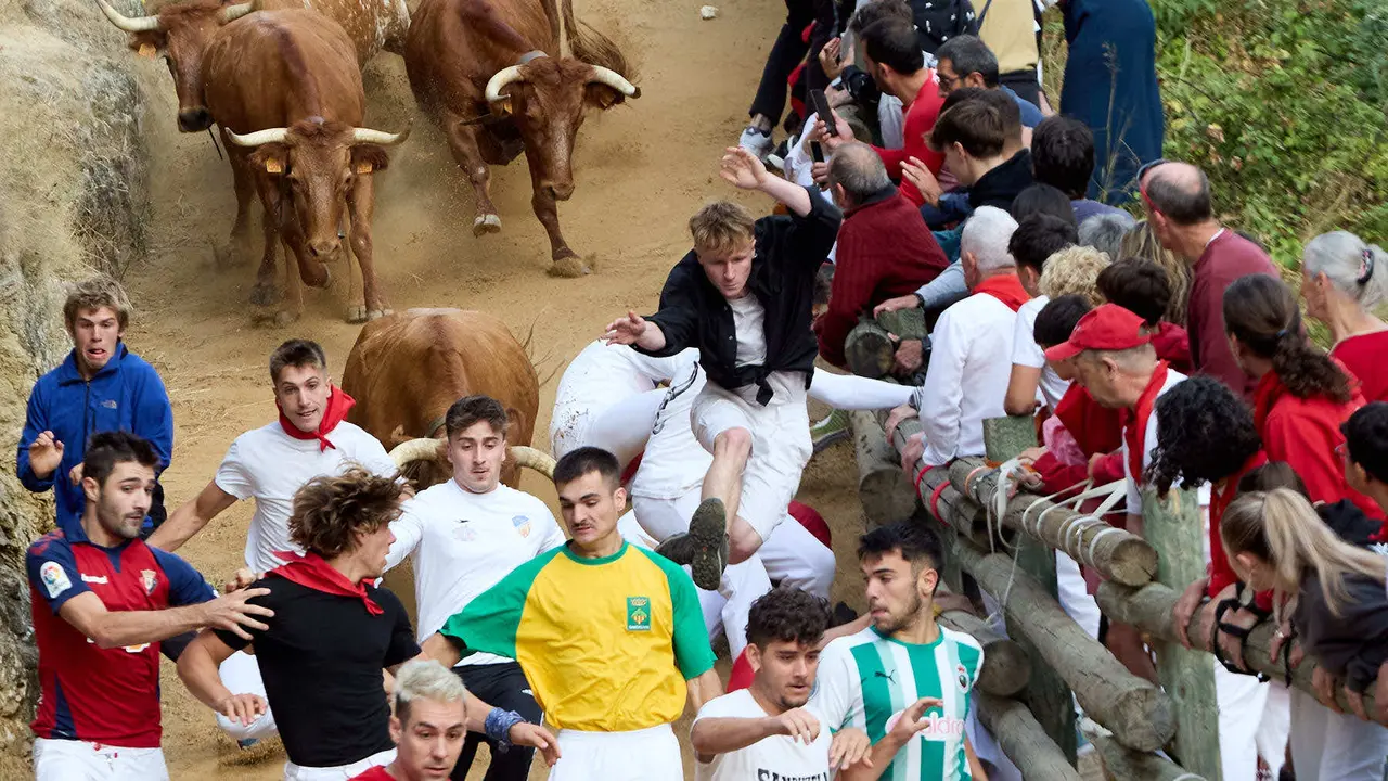 Quinto encierro del Pilón en las fiestas de Falces de 2025 con vacas de la ganadería de Eulogio Mateo de Cárcar. IÑIGO ALZUGARAY