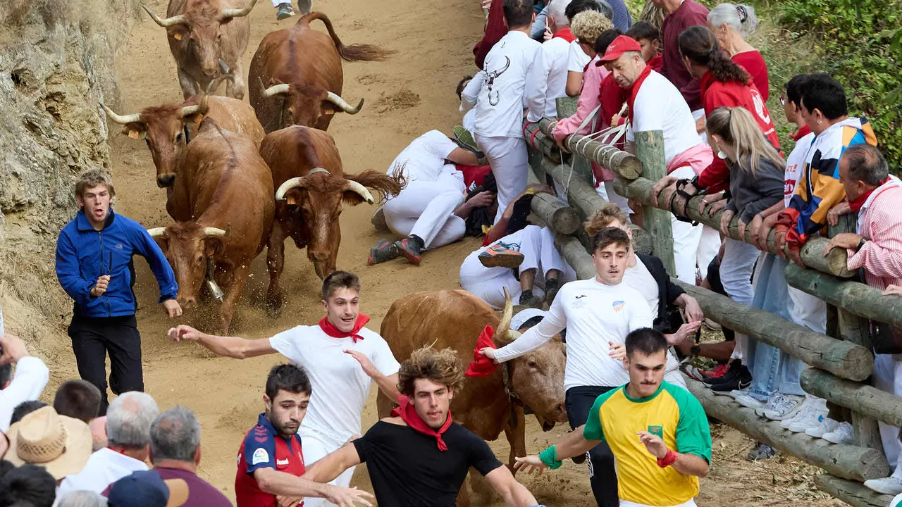 Quinto encierro del Pilón en las fiestas de Falces de 2025 con vacas de la ganadería de Eulogio Mateo de Cárcar. IÑIGO ALZUGARAY