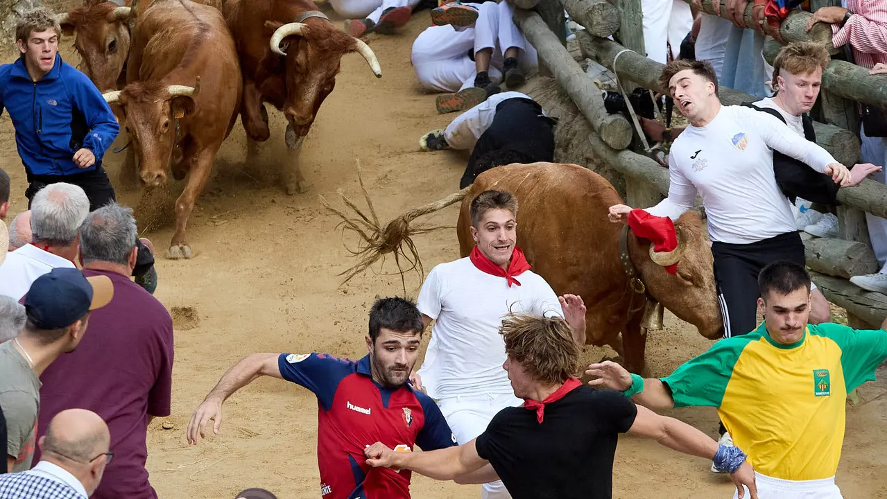 Quinto encierro del Pilón en las fiestas de Falces de 2025 con vacas de la ganadería de Eulogio Mateo de Cárcar. IÑIGO ALZUGARAY