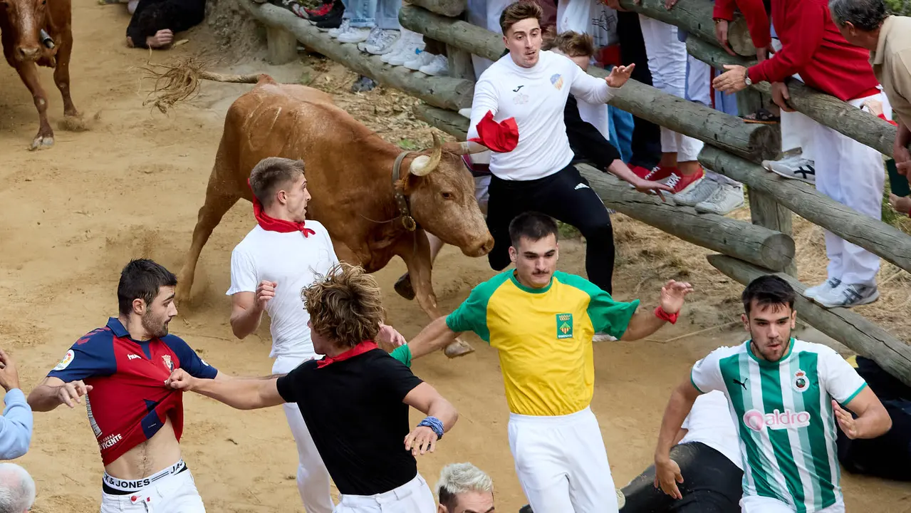 Quinto encierro del Pilón en las fiestas de Falces de 2025 con vacas de la ganadería de Eulogio Mateo de Cárcar. IÑIGO ALZUGARAY