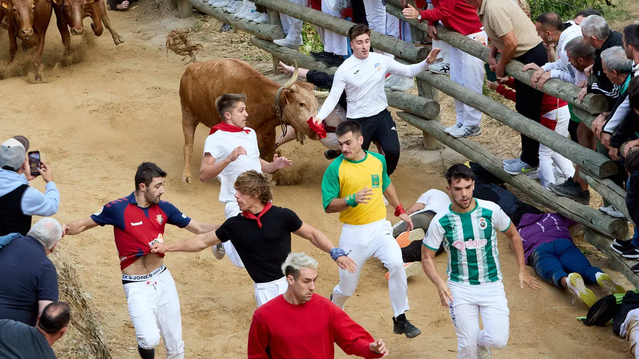 Quinto encierro del Pilón en las fiestas de Falces de 2025 con vacas de la ganadería de Eulogio Mateo de Cárcar. IÑIGO ALZUGARAY
