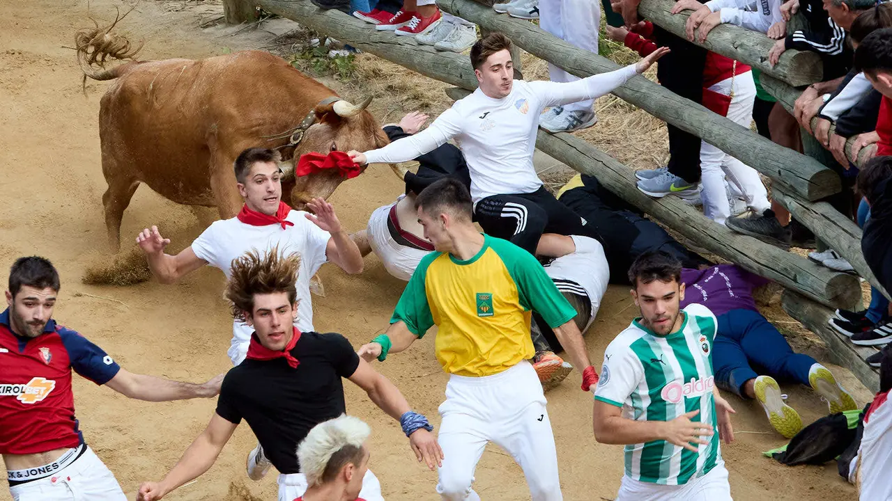 Quinto encierro del Pilón en las fiestas de Falces de 2025 con vacas de la ganadería de Eulogio Mateo de Cárcar. IÑIGO ALZUGARAY