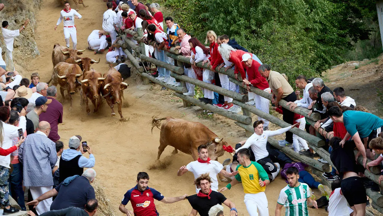 Quinto encierro del Pilón en las fiestas de Falces de 2025 con vacas de la ganadería de Eulogio Mateo de Cárcar. IÑIGO ALZUGARAY